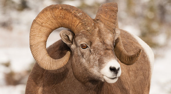 Sheep and goat family - Jasper National Park