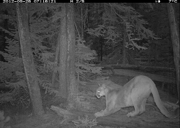 A remote camera in Waterton Lakes National Park captures a cougar scratching a log