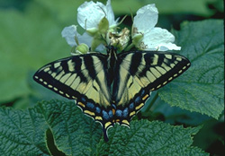 Yellow and black butterfly on plant
