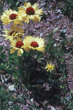 Group of yellow daisy-like flowers