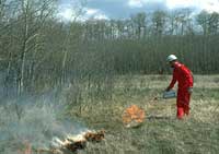 Warden using a drip torch to start fire in grass