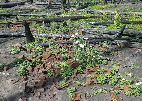 Old tin cans on the dirt