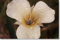 Close-up of a white, 3-petaled mariposa lily 