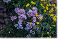 Several kinds of showy, low growing alpine flowers