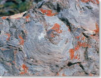 A stromatolite rock