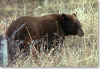 close up of a black bear walking 