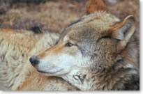 close up image of a wolf