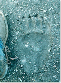 An imprint of a grizzly track in mud is the same size as a hiker's boot