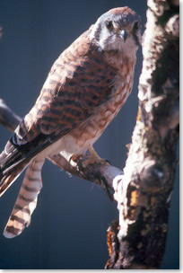 Close-up image of an American kestrel on a branch