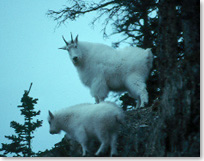 Two mountain goats look down from a rocky ledge