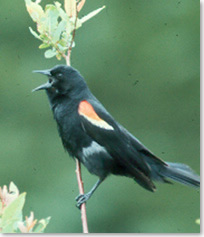 A close-up of a redwinged blackbird as it calls out from a shrub