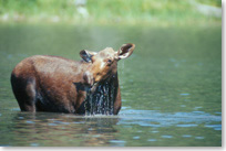 Moose standing up to its belly in the water