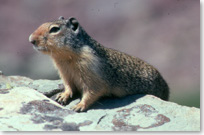 A rusty coloured columbian ground squirrel on a rock
