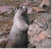 Hoary marmot standing near a rock