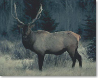 Spectacular view of a bull elk with huge antlers 