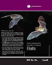 Download the Bats and Whitenose syndrome info sheet (350 kb)