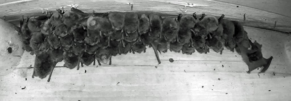 A group of bats roosting