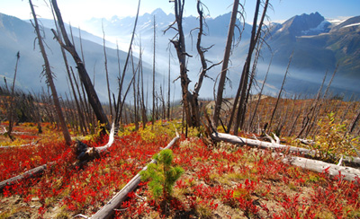 whitebark pine seedling