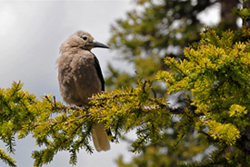 Clark's Nutcracker