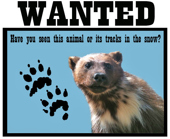 Wolverine wanted poster - have you seen this animal or its tracks in the snow?