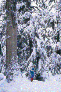 Skier and giant cedar
