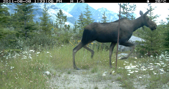 Cow moose crossing Red Earth Overpass.