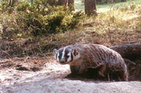 Badger