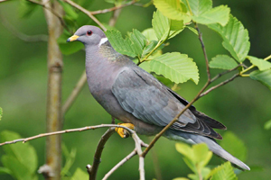 band tailed pigeon