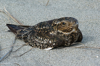 A common nighthawk sitting on a nest in the sand beside two eggs.
