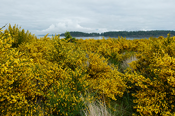 Scotch broom bushes with yellow flowers growing on the sand spit.