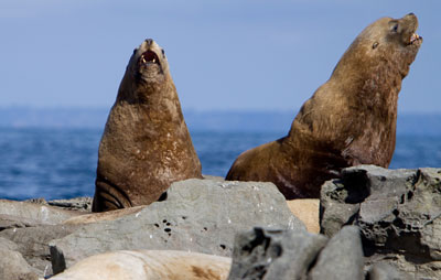 Sea lions in the Belle Chain Islets