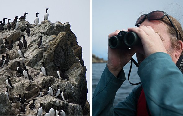 Common murres on rock, man with binoculars