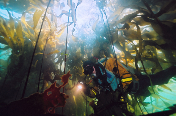 Diver swims through kelp
