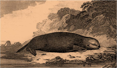 A sea otter sketch