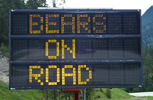 Bears on Road