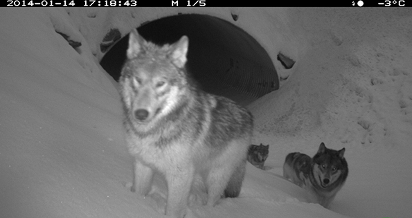 Remote camera image of wolves using an animal underpass