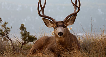 Mule deer with antlers sitting in grass