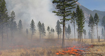 Grass burning under open Douglas fir forest 