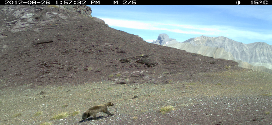 remote camera image of wolverine walking over a mountain pass