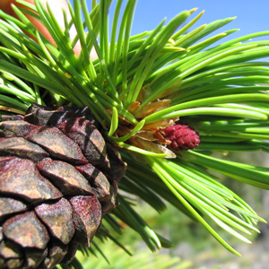 Whitebark pine cone