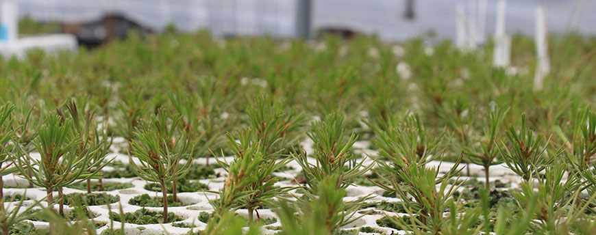 Pine seedlings growing in nursery 