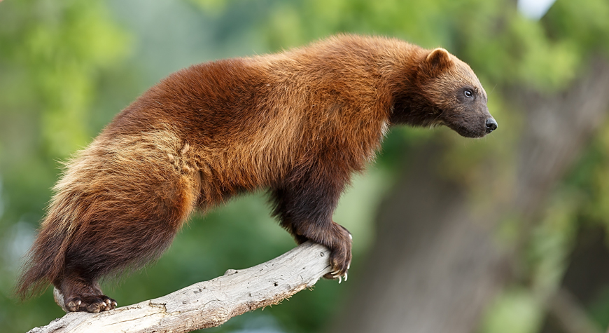 Wolverine perched on a branch