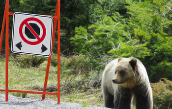 Sub-adult grizzly bear next to a sign 