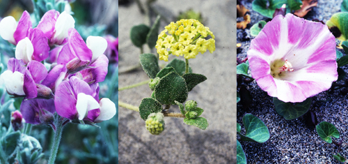 (left to right) Grey beach peavine, Yellow sand-verbena, Beach morning glory