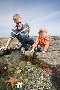 Children viewing starfish on the beach