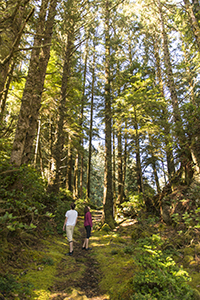 A group of conifers