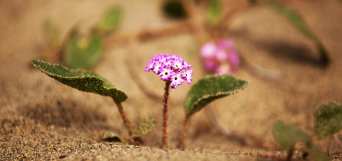 Pink sand-verbena