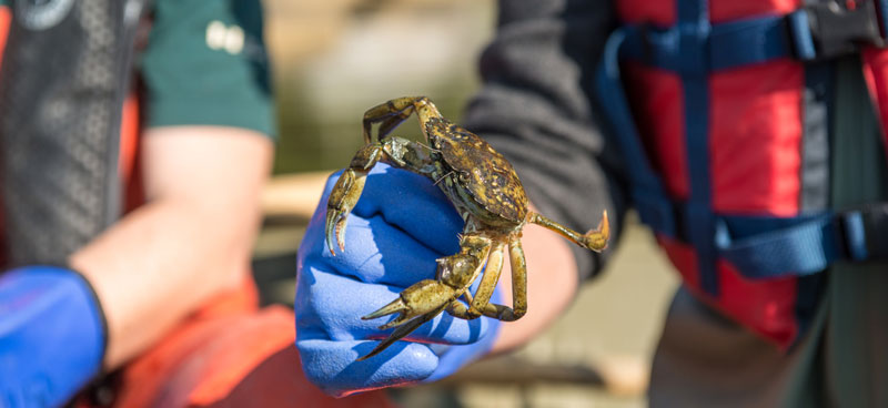 European Green Crab in the gloved hand of an ecologist.