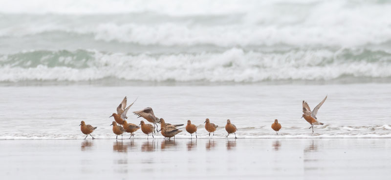 shorebirds on the beach with waves cresting in the background