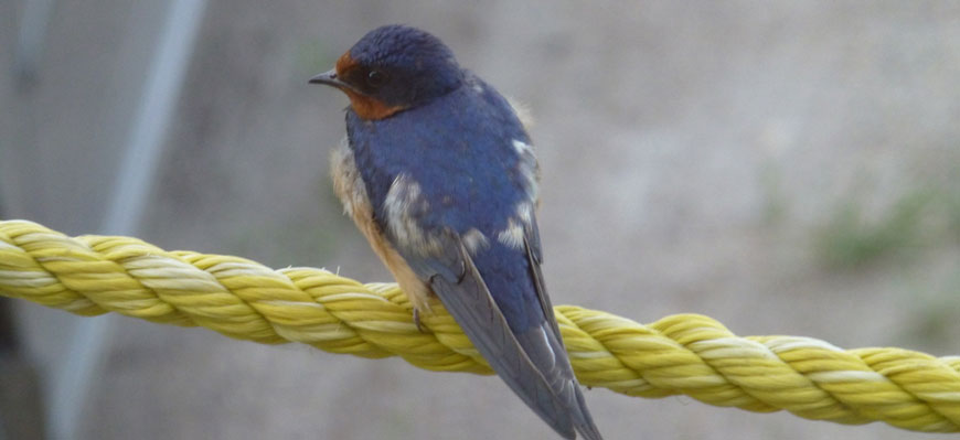 Barn Swallow standing on rope